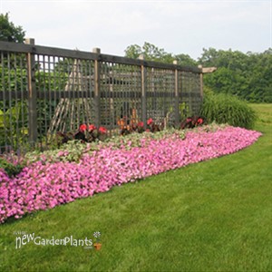 'Vista Bubblegum' PW