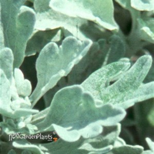 Wormwood 'SILVER BROCADE' 