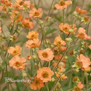 Geum 'Totally Tangerine' Avens