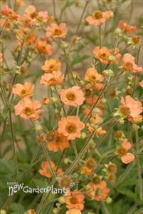 Geum 'Totally Tangerine' Avens