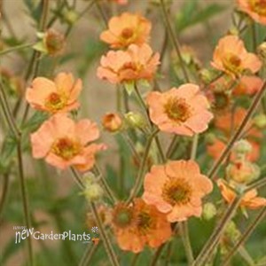 Geum 'Totally Tangerine' Avens