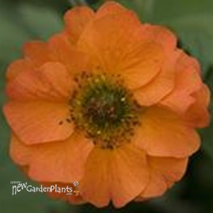 Geum 'Totally Tangerine' Avens