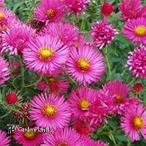 'Alma Potschke' New England Aster