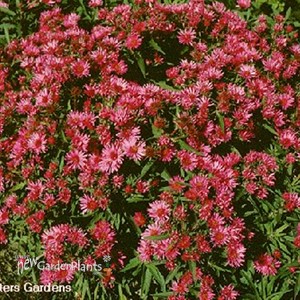 'Alma Potschke' New England Aster