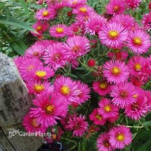 'Alma Potschke' New England Aster