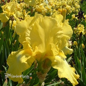 'Harvest of Memories'