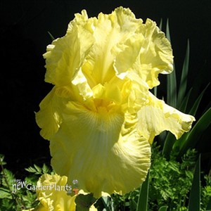 'Harvest of Memories'