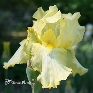 'Harvest of Memories'