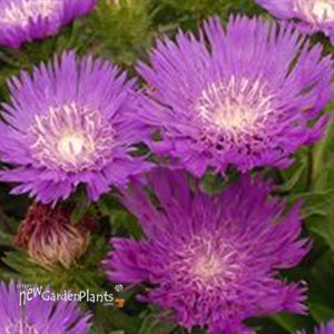 'Honeysong Purple' Stokes Aster