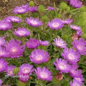 'Honeysong Purple' Stokes Aster