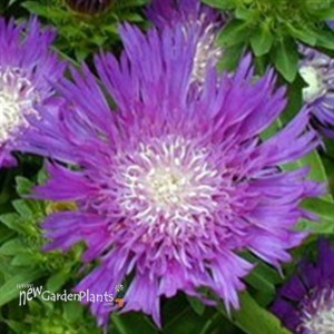 'Honeysong Purple' Stokes Aster