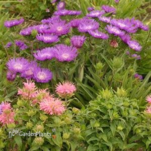 'Honeysong Purple' Stokes Aster