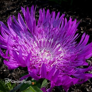 'Honeysong Purple' Stokes Aster