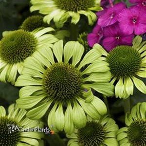 'Green Jewel' Coneflower