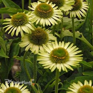 'Green Jewel' Coneflower