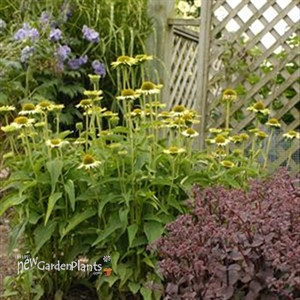 'Green Jewel' Coneflower