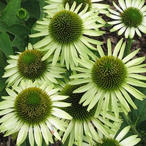 'Green Jewel' Coneflower