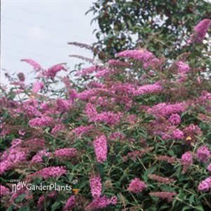 'Pink Delight' Butterfly Bush