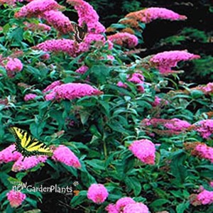'Pink Delight' Butterfly Bush