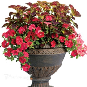 Surfinia® 'Deep Red'