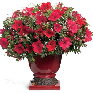Surfinia® 'Deep Red'