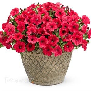 Surfinia® 'Deep Red'