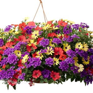 Surfinia® 'Deep Red'