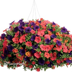 Surfinia® 'Deep Red'