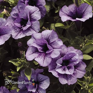 Supertunia® 'Priscilla'®
