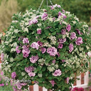Supertunia® 'Priscilla'®