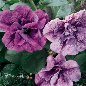 Supertunia® 'Priscilla'®