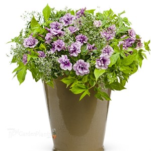 Supertunia® 'Priscilla'®