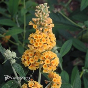 'Honeycomb' Butterfly Bush