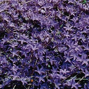 'Blue Waterfall' Bellflower pp13161