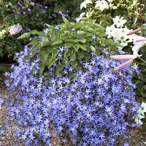 'Blue Waterfall' Bellflower pp13161