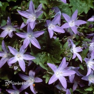 'Blue Waterfall' Bellflower pp13161