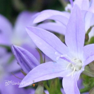 'Blue Waterfall' Bellflower pp13161