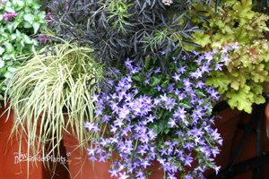 'Blue Waterfall' Bellflower pp13161