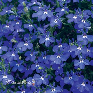 Lobelia Dark Blue