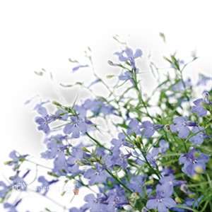 Lobelia Dark Blue