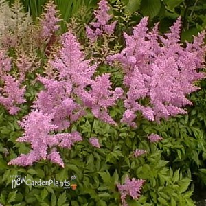 Astilbe 'Amethyst' False Spirea
