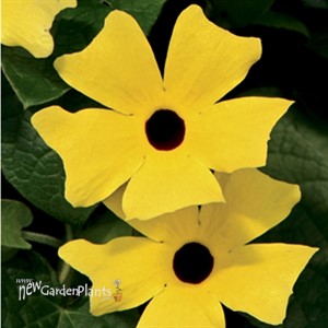 LEMON W/ BLACK EYE SUSAN VINE