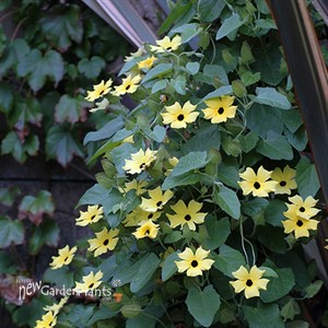 LEMON W/ BLACK EYE SUSAN VINE
