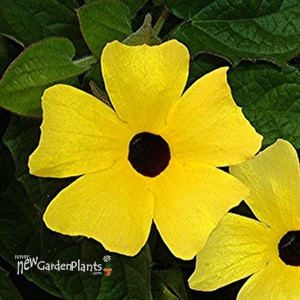 LEMON W/ BLACK EYE SUSAN VINE