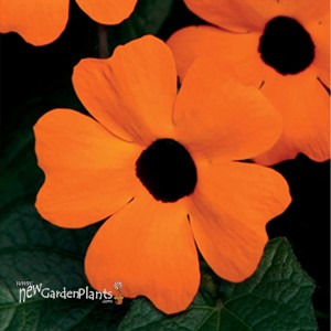 Orange Black-Eyed Susan Vine