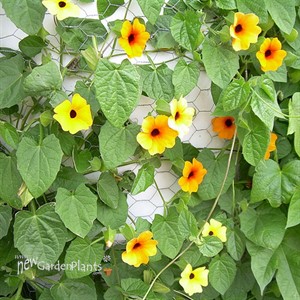 Orange Black-Eyed Susan Vine