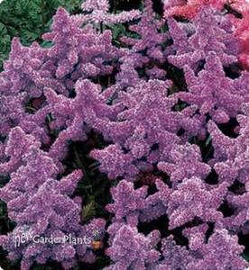 Astilbe 'Amethyst' False Spirea