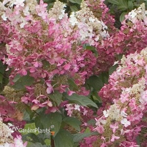 'Pinky Winky' Hydrangea