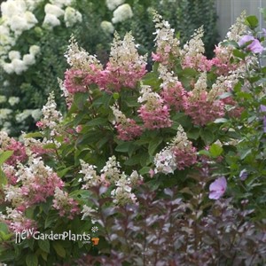 'Pinky Winky' Hydrangea