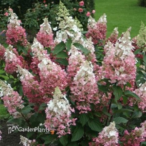 'Pinky Winky' Hydrangea